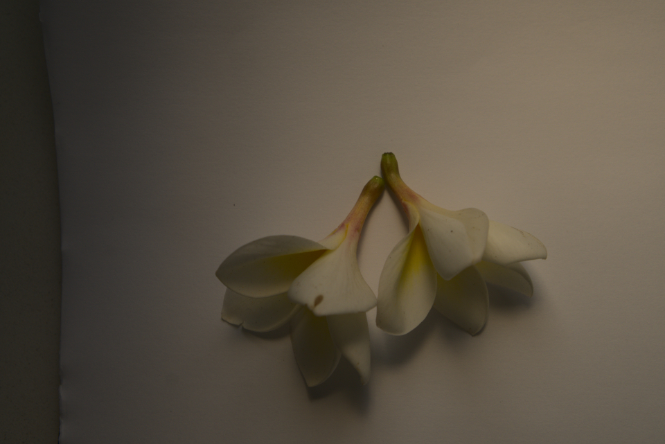 Flores de jasmim manga.