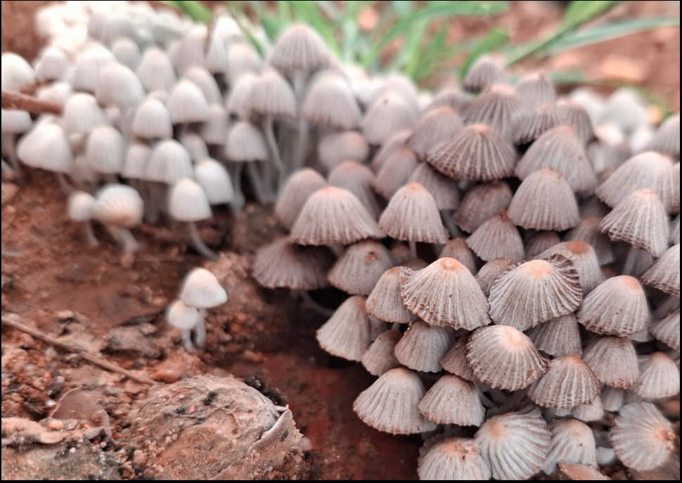 Dezenas de cogumelos brancos com detalhes marros brotando da terra.