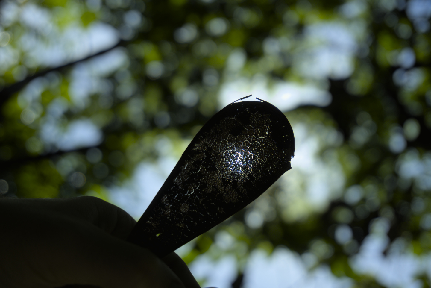 Luz do sol atravessando uma casca de semente, das de hélice.